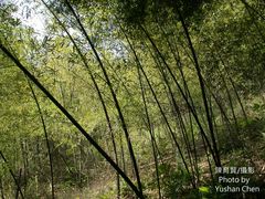 Phyllostachys makinoi