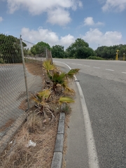 Washingtonia filifera