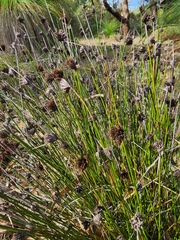 Mesomelaena pseudostygia