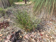 Mesomelaena pseudostygia