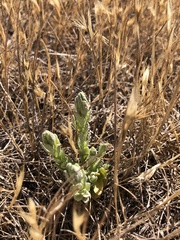 Chloropyron palmatum