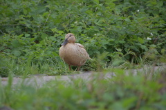 Anas platyrhynchos domesticus