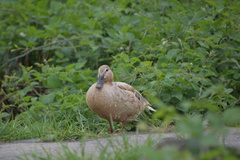 Anas platyrhynchos domesticus