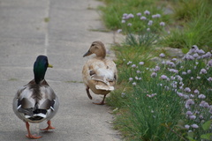 Anas platyrhynchos domesticus