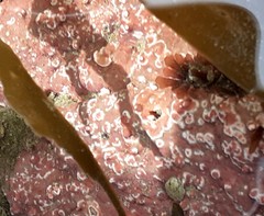 Lithophyllum incrustans