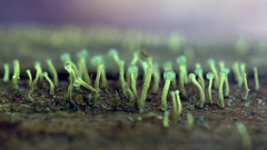 Trichoderma flavipes