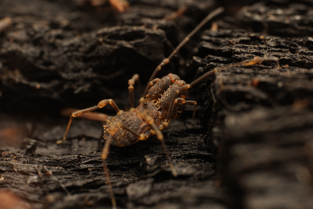 Phanerobunus armatus