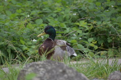 Anas platyrhynchos domesticus