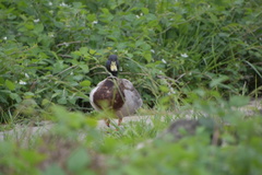 Anas platyrhynchos domesticus