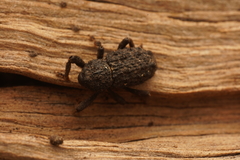 Poropterus melancholicus