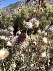 Cirsium occidentale