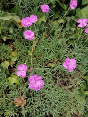 Dianthus caryophyllus