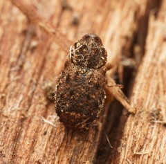 Exithius musculus