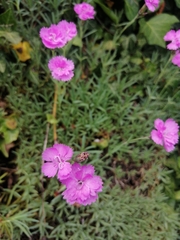 Dianthus caryophyllus