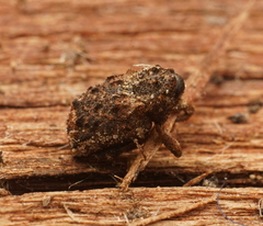 Exithius musculus