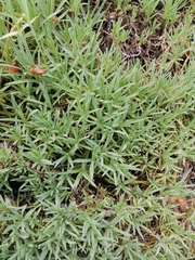 Dianthus caryophyllus