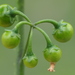 Solanum nigrum - Photo Δεν διατηρούνται δικαιώματα, uploaded by 葉子