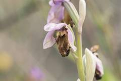 Ophrys tenthredinifera