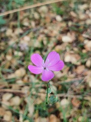 Dianthus pungens