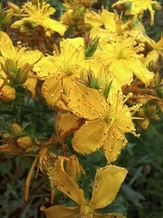 Hypericum perforatum