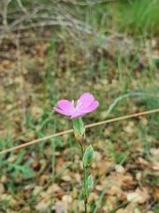 Dianthus pungens