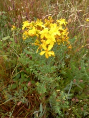 Hypericum perforatum