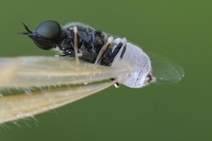 Nemotelus pantherinus