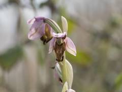 Ophrys tenthredinifera