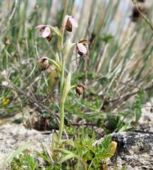 Ophrys tenthredinifera