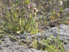 Ophrys tenthredinifera