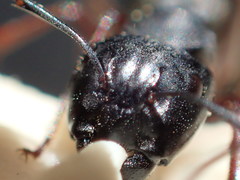 Camponotus modoc