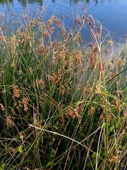 Schoenoplectus subulatus