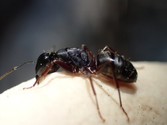 Camponotus modoc