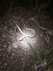 Trimorphodon vilkinsonii