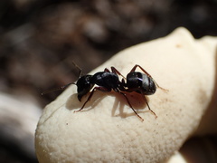 Camponotus modoc
