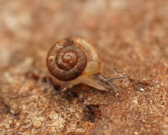 Paralaoma hobarti