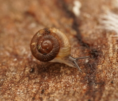 Paralaoma hobarti
