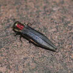 Agrilus spinipennis