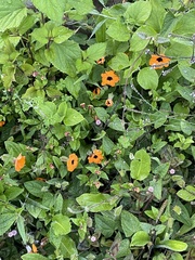 Thunbergia alata image