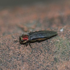 Agrilus spinipennis