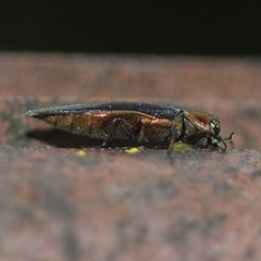 Agrilus spinipennis