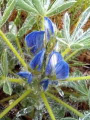 Lupinus micranthus