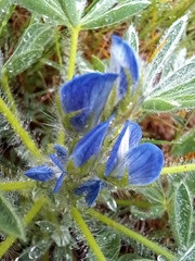Lupinus micranthus