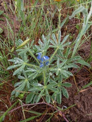 Lupinus micranthus