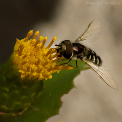 Austroscaeva melanostoma