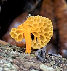 Favolaschia calocera