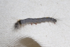 Olceclostera seraphica