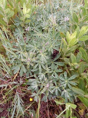 Lupinus micranthus