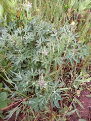 Lupinus micranthus