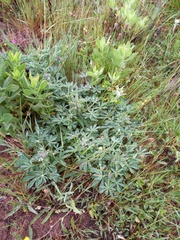 Lupinus micranthus